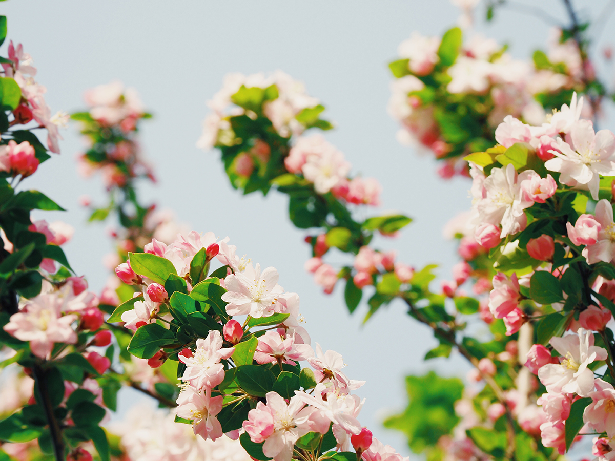 Photo of a cherry tree in bloom